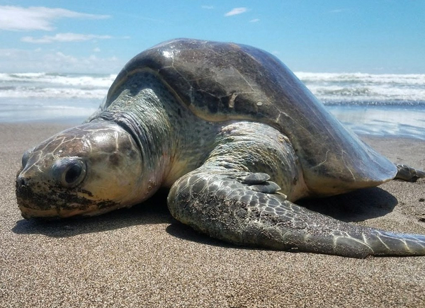 Đồi mồi dứa có mai ngắn rộng, mai có mầu xanh thẫm, khi còn nhỏ sống lưng thường nổi cao, khi lớn mai vồng cao. Trên mai có từ 5 đến 9 đôi tấm vảy (thường là từ 6 đến 8 đôi), không đối xứng. Chiều dài thẳng mai khoảng 72cm.