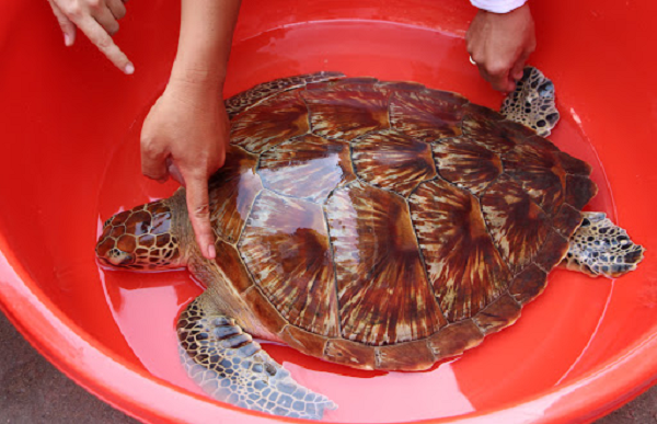 Đồi mồi dứa có tên khoa học là Lepidochelys Olivacea. Đây là loài rùa biển quí hiếm thuộc nhóm 1B, được liệt vào danh sách động vật hoang dã đang nguy cấp, nằm trong sách đỏ Việt Nam.