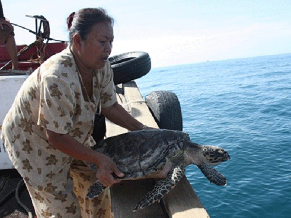 Sau khi nhận được tin Ban quản lý Khu bảo tồn biển (BQLKBTB) đảo Cồn Cỏ, tỉnh Quảng Trị phối hợp với Đồn Biên phòng Triệu Vân cứu hộ thành công cá thể đồi mồi này.