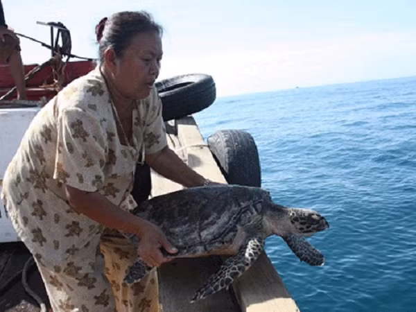 Sau khi nhận được tin Ban quản lý Khu bảo tồn biển (BQLKBTB) đảo Cồn Cỏ, tỉnh Quảng Trị phối hợp với Đồn Biên phòng Triệu Vân cứu hộ thành công cá thể đồi mồi này.