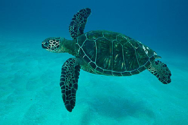 Đồi mồi dứa là loài có kích thước nhỏ trong các loài rùa biển, chiều dài trung bình 70cm. Đẻ trứng vào tháng 3 – 6, mỗi lần đẻ 170 – 200 trứng, đường kính trứng trung bình 4cm.