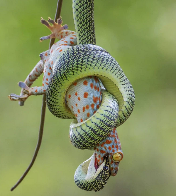 Đây là hình ảnh một con tắc kè này đang chiến đấu để giành giật lại sự sống. Cuối cùng, con tắc kè cũng phải đầu hàng và trở thành bữa ăn cho con rắn.