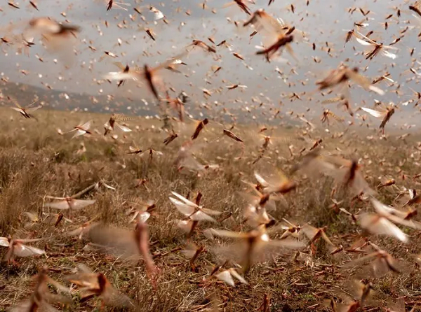 Cảnh tượng hỗn loạn ở trung tâm của một đàn châu chấu tại Khu bảo tồn Động vật Hoang dã Lewa ở miền Bắc Kenya.