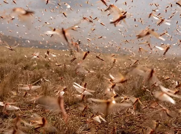 Cảnh tượng hỗn loạn ở trung tâm của một đàn châu chấu tại Khu bảo tồn Động vật Hoang dã Lewa ở miền Bắc Kenya.