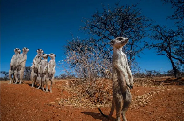 Meerkats - một loại cầy mangut ở sa mạc Kalahari, miền Nam châu Phi. Loài động vật này sinh sống theo từng bầy, mỗi bầy có khoảng 20 đến 30 con, cá biệt có bầy lên đến 50 con.