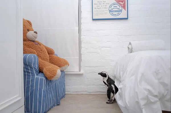 Thị trấn Simon, Nam Phi đang là nơi sinh sống của một đàn chim cánh cụt châu Phi. Một số đã quen với môi trường sống của con người, khi chúng định cư trong các khu vườn và thậm chí lang thang vào nhà.