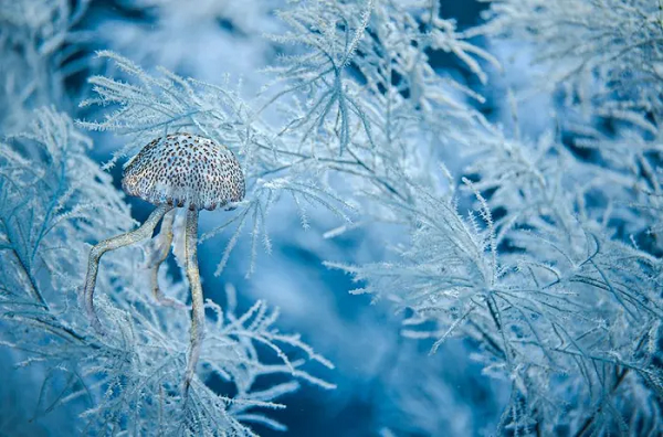 Pelagia noctiluca, thường được gọi là sứa màu hoa cà, là loài sứa khiến người đi biển sợ hãi vì chúng tiết ra nọc độc có thể gây choáng váng, tê liệt.