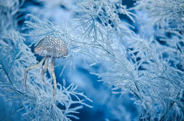 Pelagia noctiluca, thường được gọi là sứa màu hoa cà, là loài sứa khiến người đi biển sợ hãi vì chúng tiết ra nọc độc có thể gây choáng váng, tê liệt.