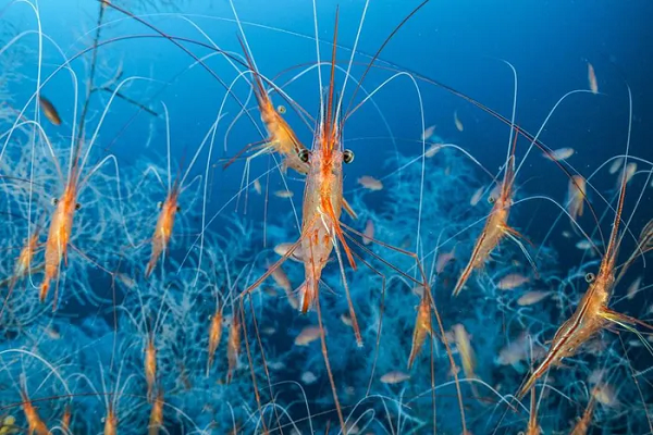 Ngoài khơi Marseille, cách mặt biển Địa Trung Hải khoảng 256 78 mét, tôm kỳ lân biển trôi nổi trong rừng san hô đen. Chúng dài khoảng 10cm và gửi tín hiệu bằng cách chạm vào râu.