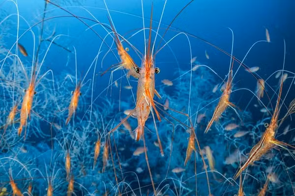 Ngoài khơi Marseille, cách mặt biển Địa Trung Hải khoảng 256 78 mét, tôm kỳ lân biển trôi nổi trong rừng san hô đen. Chúng dài khoảng 10cm và gửi tín hiệu bằng cách chạm vào râu.