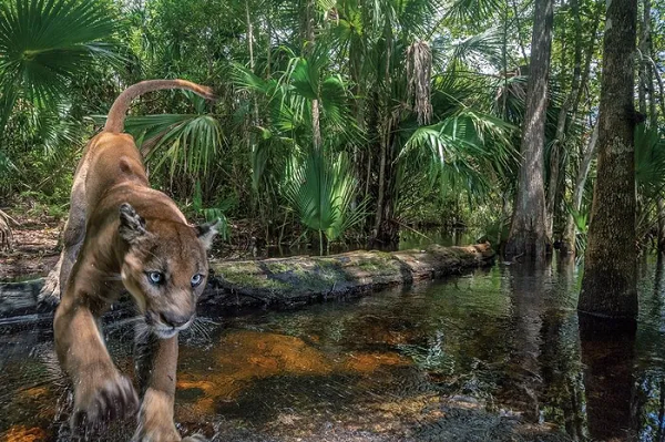 Một con báo đực (thuộc chi Panthera) ở Khu bảo tồn Động vật Hoang dã Quốc gia Florida. Hiện chỉ còn khoảng 200 cá thể đang giành lại lãnh thổ ở phía Bắc Everglades.