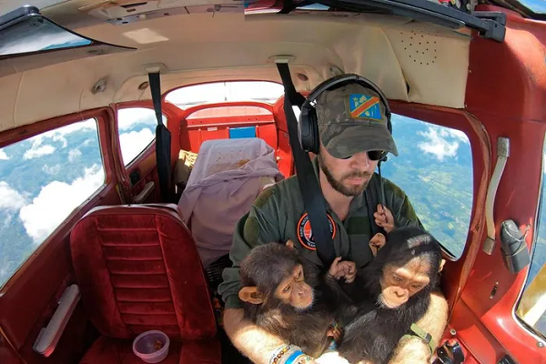 Anthony Caere, một phi công tại Công viên Quốc gia Virunga ở Cộng hòa Dân chủ Congo, nâng niu những con tinh tinh non khi anh đưa chúng đến Trung tâm Phục hồi Linh trưởng Lwiro. Gia đình những con tinh tinh này đã bị giết hại bởi những kẻ săn trộm.