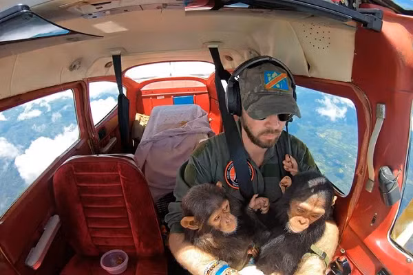 Anthony Caere, một phi công tại Công viên Quốc gia Virunga ở Cộng hòa Dân chủ Congo, nâng niu những con tinh tinh non khi anh đưa chúng đến Trung tâm Phục hồi Linh trưởng Lwiro. Gia đình những con tinh tinh này đã bị giết hại bởi những kẻ săn trộm.