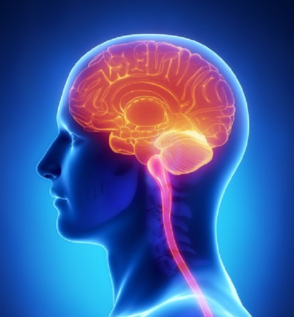 Ran Levi từ Đại học Aberdeen nói: “Sự xuất hiện của các lỗ trống high-demension (nhiều chiều) khi não đang xử lý thông tin nghĩa là các tế bào thần kinh trong mạng lưới phản ứng với các kích thích một cách cực kì có tổ chức”.