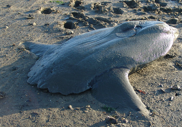 Hầu hết thời gian cá mặt trời để cho cả khối thân mình đồ sộ trôi tự do theo các dòng nước. Những con trưởng thành thích trôi nghiêng một bên.