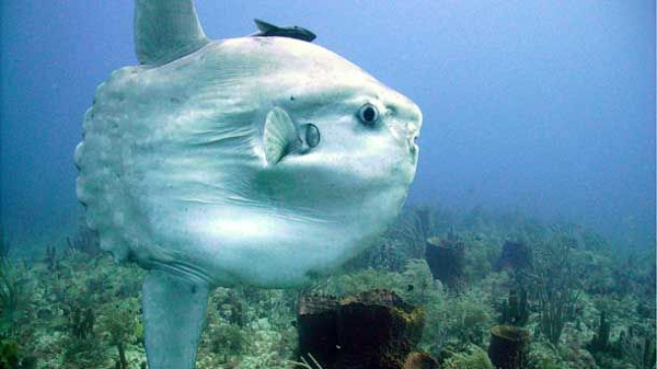 Cá mặt trời khi còn nhỏ cũng bơi bình thường như những loại cá khác, cho đến khi trưởng thành chúng mới bắt đầu "lười biếng" - chỉ thích trôi nghiêng theo các dòng hải lưu.