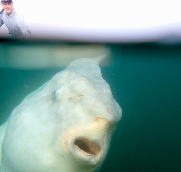 "Nó trông giống như một con cá ngoài hành tinh bị cắt xén chỉ còn một nửa thân mình", ông German cho biết. Hóa ra đây là một con cá mặt trời có kích thước khổng lồ.