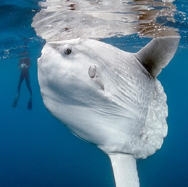 Dù thân hình to lớn nhưng với cấu trúc cơ thể cụt ngủn nên cá mặt trời bơi yếu ớt.