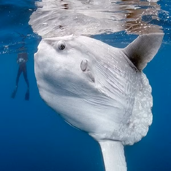 Dù thân hình to lớn nhưng với cấu trúc cơ thể cụt ngủn nên cá mặt trời bơi yếu ớt.