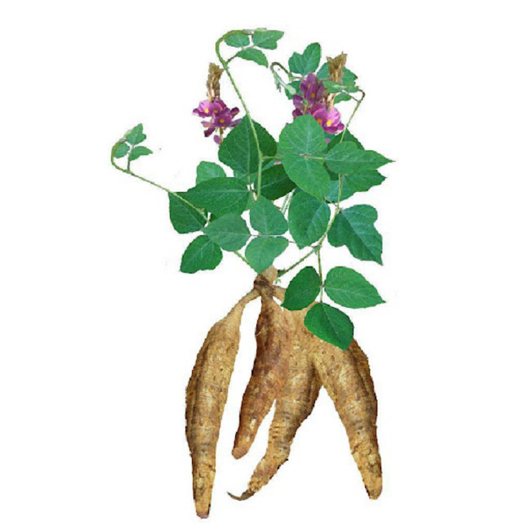 Có thể với nhiều người không chuyên về dược liệu thì “cát căn” là cái tên khá xa lạ, nhưng với tên gọi khác là “củ sắn dây” thì rất nhiều người biết đến và được sử dụng rộng rãi trong dân gian.