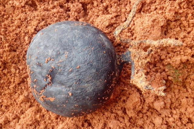 Ông Lưu sống ở Hồ Nam, Trung Quốc cũng vô tình đào được một vật thể lạ có vẻ ngoài y như một cục đá, màu đen sì, sờ bề mặt thì thấy vừa cứng vừa mềm nhưng đặc biệt là nó lại có rễ mọc ra.