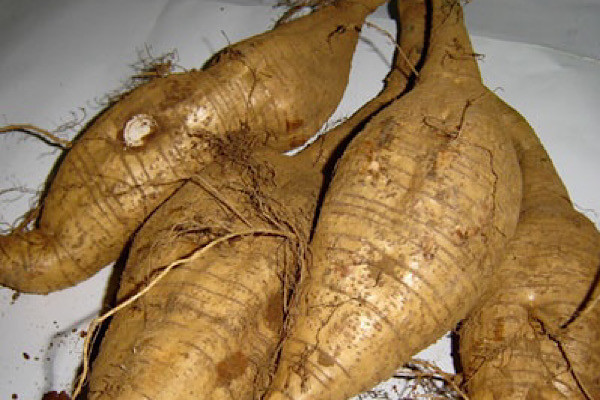 Sau đó anh đã bán cho người hàng xóm với giá 30.000 nhân dân tệ (khoảng 103 triệu đồng). Tuy nhiên, vài ngày sau, anh nghe tin rễ sắn hình người đó của anh đã được mua bởi một doanh nhân giàu có với giá 2 triệu nhân dân tệ (khoảng 6,8 tỷ đồng).