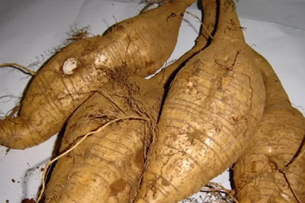 Sau đó anh đã bán cho người hàng xóm với giá 30.000 nhân dân tệ (khoảng 103 triệu đồng). Tuy nhiên, vài ngày sau, anh nghe tin rễ sắn hình người đó của anh đã được mua bởi một doanh nhân giàu có với giá 2 triệu nhân dân tệ (khoảng 6,8 tỷ đồng).