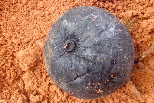 Ông Lưu quyết định mang "cục đá" này tới Cục quản lý y học cổ truyền của địa phương để nhờ giám định. Thì ra, thứ ông Lưu tìm thấy là một vật vô cùng quý hiếm, thậm chí được ví là "vàng đen", đó chính là sâm Ô linh.