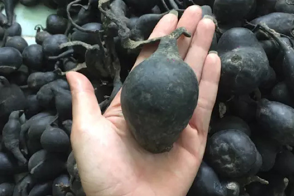 Sâm ô linh thực ra là 1 loại nấm có tên khoa học là Xylaria nigripes (Klotzsch) Cooke thường được tìm thấy trong tổ mối bị bỏ hoang nằm sâu từ 0,5 đến 2 m dưới mặt đất. Chủ yếu ở chỗ đất đồi ấm áp hoặc trên sườn của bờ sông.