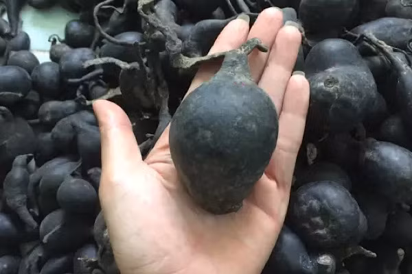 Sâm ô linh thực ra là 1 loại nấm có tên khoa học là Xylaria nigripes (Klotzsch) Cooke thường được tìm thấy trong tổ mối bị bỏ hoang nằm sâu từ 0,5 đến 2 m dưới mặt đất. Chủ yếu ở chỗ đất đồi ấm áp hoặc trên sườn của bờ sông.