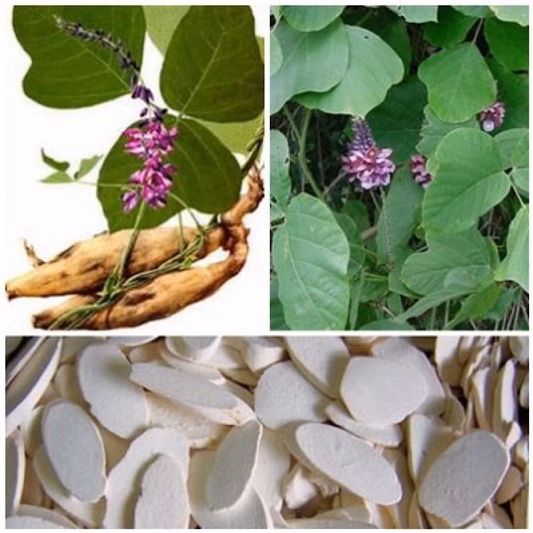 Thực chất, rễ sắn hình người mà anh Tam tình cờ đào được còn các tên gọi khác là cát căn, cam cát căn. Đây là một loại thực vật có giá trị dược liệu rất cao, thường được dùng trong Đông y.