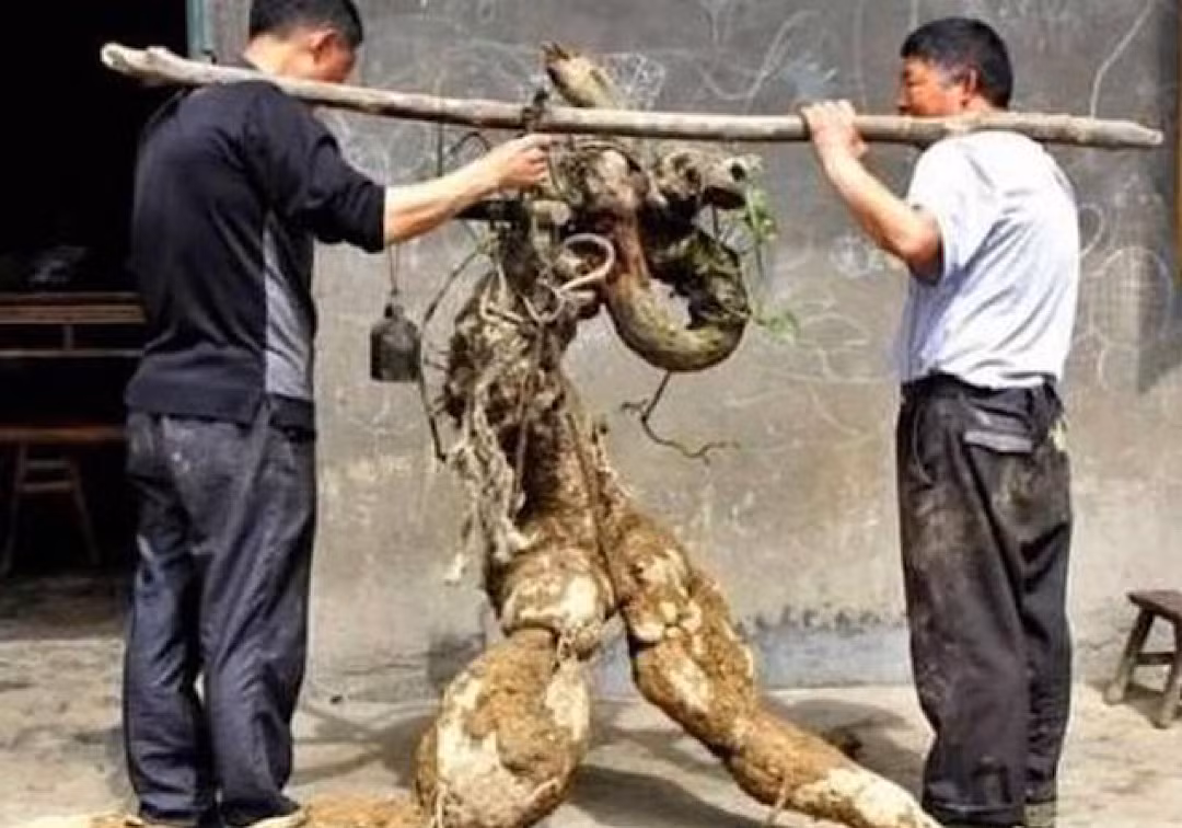 Một lần đi rừng, anh Tam đào được một thứ rất kỳ lạ. Nó có hình dạng khá giống người. Cho rằng đó là rễ sắn, Anh Tam rất vui mừng nhờ người giúp cùng mang nó về nhà.