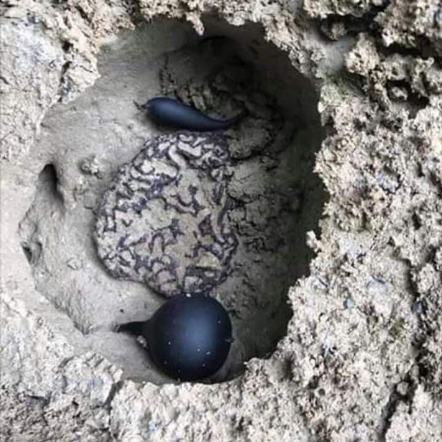 Nấm Ô linh có hình dáng bầu dục, màu đen, thịt bên trong trắng, đường kính trung bình từ 1cm – 7cm, chiều dài từ 4-10 cm có những quả nấm to có thể bằng bàn tay. Đây là một dược liệu quý hiếm của Trung Quốc có giá trị dược liệu cao thường chỉ có ở các tỉnh Vân Nam, Tứ Xuyên, Chiết Giang…