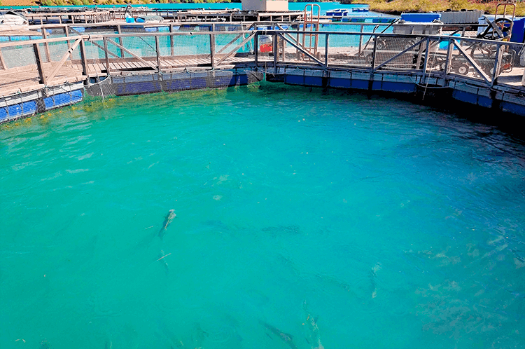 5. Cá hồi nuôi Mặc dù cá hồi tự nhiên là một trong những nguồn cung cấp protein lành mạnh nhất, cá hồi nuôi lại có một chế độ ăn không tự nhiên với nhiều thành phần lẫn hóa chất, thuốc trừ sâu và kháng sinh. Cá hồi nuôi cũng thường béo hơn cá tự nhiên do có nhiều tạp chất trong cơ thể.