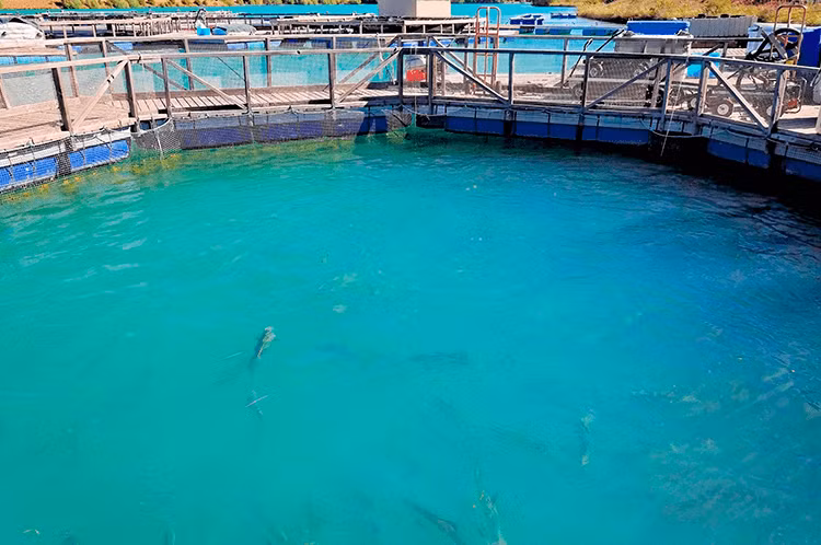 5. Cá hồi nuôi Mặc dù cá hồi tự nhiên là một trong những nguồn cung cấp protein lành mạnh nhất, cá hồi nuôi lại có một chế độ ăn không tự nhiên với nhiều thành phần lẫn hóa chất, thuốc trừ sâu và kháng sinh. Cá hồi nuôi cũng thường béo hơn cá tự nhiên do có nhiều tạp chất trong cơ thể.