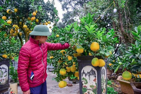 Anh Chính cho biết: "Cần phải có kinh nghiệm và kỹ thuật để có thể chăm sóc một cây bưởi bonsai cỡ nhỏ lên chậu và ra nhiều quả. Với nhiều khâu chăm sóc, bưởi bonsai cỡ nhỏ có độ tuổi từ 1 đến 3 năm được chăm sóc đặc biệt từ nhỏ"