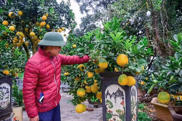 Anh Chính cho biết: "Cần phải có kinh nghiệm và kỹ thuật để có thể chăm sóc một cây bưởi bonsai cỡ nhỏ lên chậu và ra nhiều quả. Với nhiều khâu chăm sóc, bưởi bonsai cỡ nhỏ có độ tuổi từ 1 đến 3 năm được chăm sóc đặc biệt từ nhỏ"