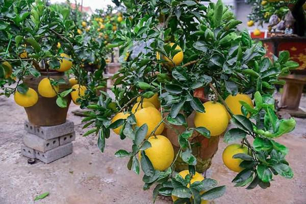 Mỗi cây có khoảng 15 đến 20 quả, hầu hết quả này là bưởi ghép.