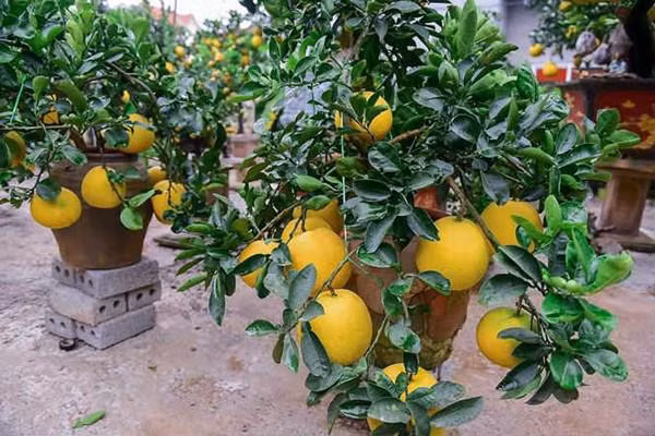 Mỗi cây có khoảng 15 đến 20 quả, hầu hết quả này là bưởi ghép.