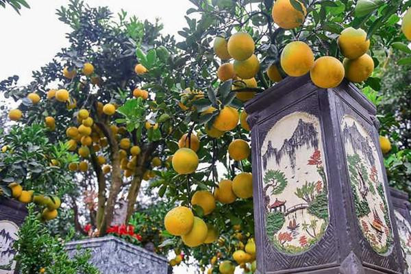 Bưởi bonsai cỡ nhỏ có giá bán dao động từ 3 triệu đồng tới 20 triệu đồng một cây, có cây còn đắt hơn nữa. Mỗi cây bưởi bonsai giá bán đắt rẻ dựa trên nhiều yếu tố, chủ yếu là dựa vào cây nhiều quả và dáng cây.