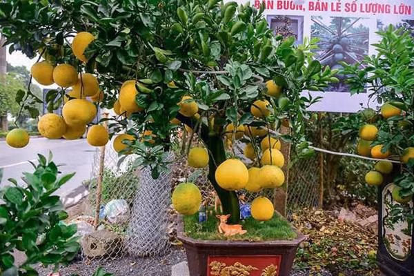 Mỗi cây được tạo một dáng khác nhau để phục vụ tính cách khác nhau của những người tiêu dùng.