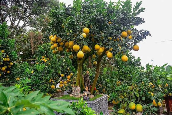 Bưởi cảnh mini mang ý nghĩa sum vầy nên được săn đón nhiều trong dịp Tết đến. Các hộ trồng cho biết, đa số các gốc bưởi đẹp đều đã được đặt mua.