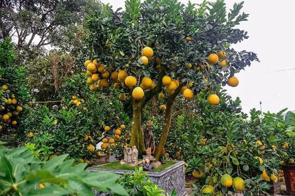 Bưởi cảnh mini mang ý nghĩa sum vầy nên được săn đón nhiều trong dịp Tết đến. Các hộ trồng cho biết, đa số các gốc bưởi đẹp đều đã được đặt mua.