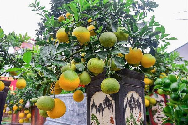 Tính đến thời điểm này, anh Hoàng Đình Chính ở huyện Văn Giang (Hưng Yên) đã cung cấp ra thị trường khoảng hơn 200 cây bưởi bonsai cỡ nhỏ.