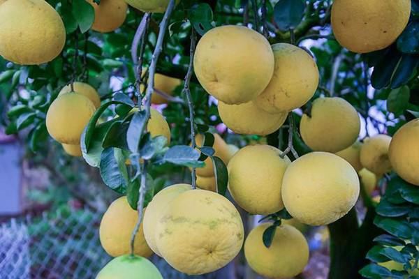 Mỗi cây có khoảng 15 đến 20 quả, kích thước quả nhỏ, vừa là quả thật, một số là quả ghép.