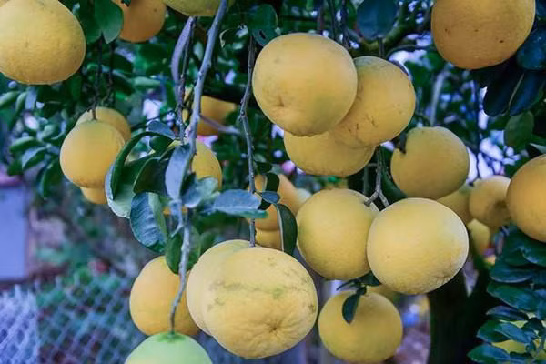 Mỗi cây có khoảng 15 đến 20 quả, kích thước quả nhỏ, vừa là quả thật, một số là quả ghép.