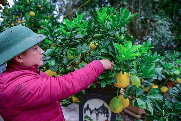 Các chủ vườn đều cho hay, trồng cả trăm cây mới được khoảng 50 cây được gọi là đạt chuẩn, đẹp để cho lên kệ dịp Tết.