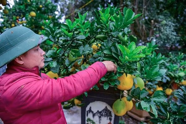 Các chủ vườn đều cho hay, trồng cả trăm cây mới được khoảng 50 cây được gọi là đạt chuẩn, đẹp để cho lên kệ dịp Tết.