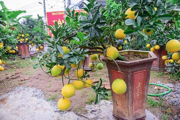 Bưởi bonsai cỡ nhỏ được trồng trong chậu có hình dáng thấp, cây và quả luôn được chăm sóc tươi tốt, đẹp mắt. .