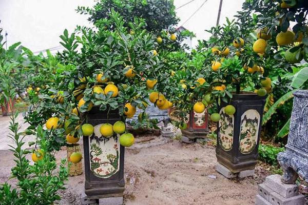 Buoi bonsai co nho “doc la” hut khach choi Tet